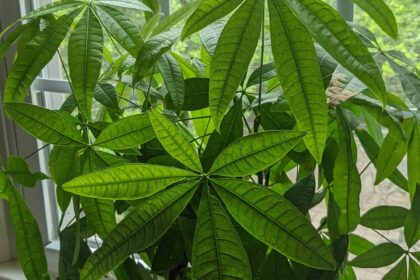 Chinese money plant