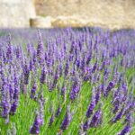 lavender field
