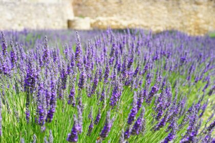 lavender field